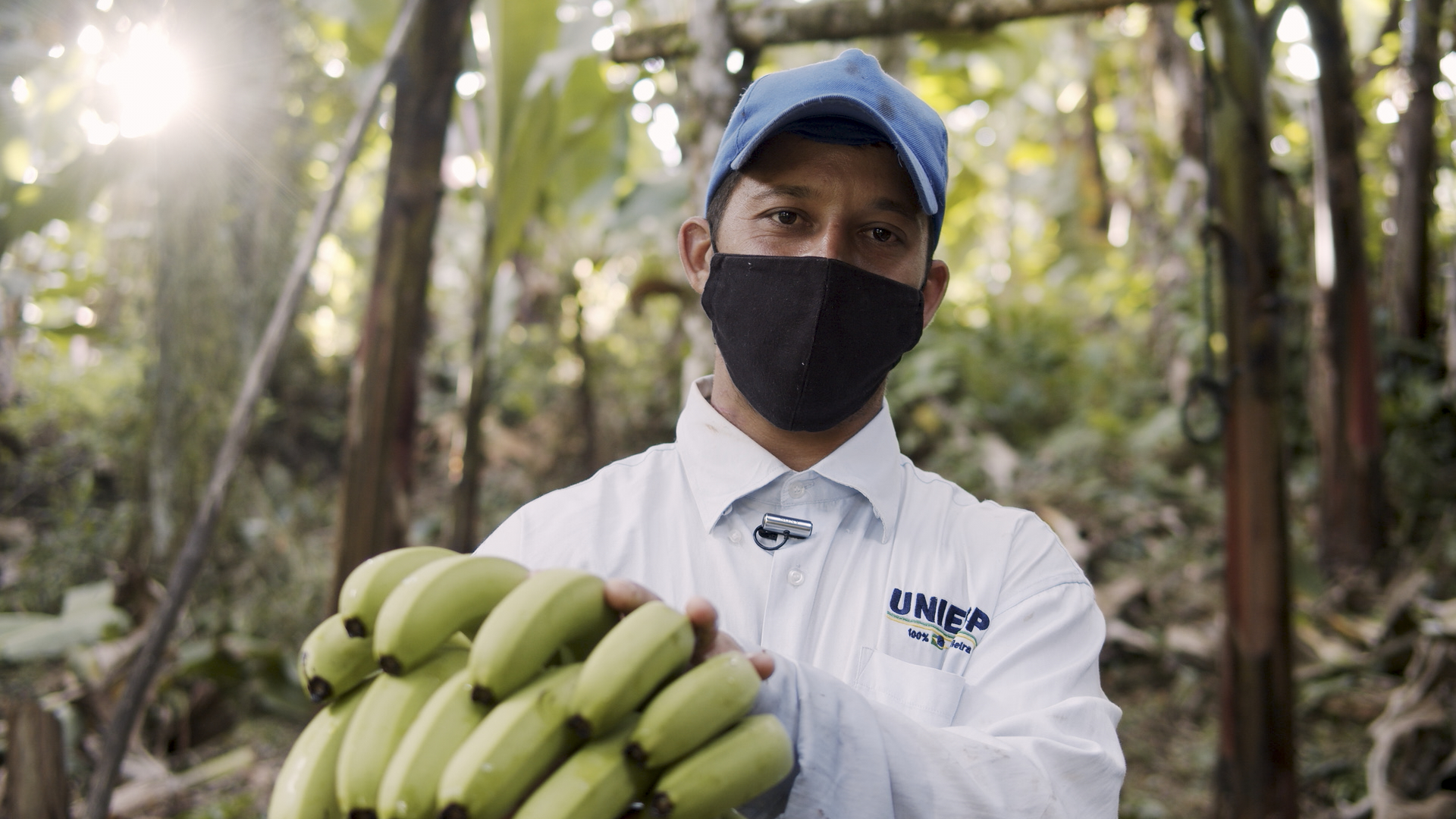 Adan Pereira, from Quilombo Sapatu, harvests bananas in his garden for the distribution of organic food|Manoela Meyer/ISA
