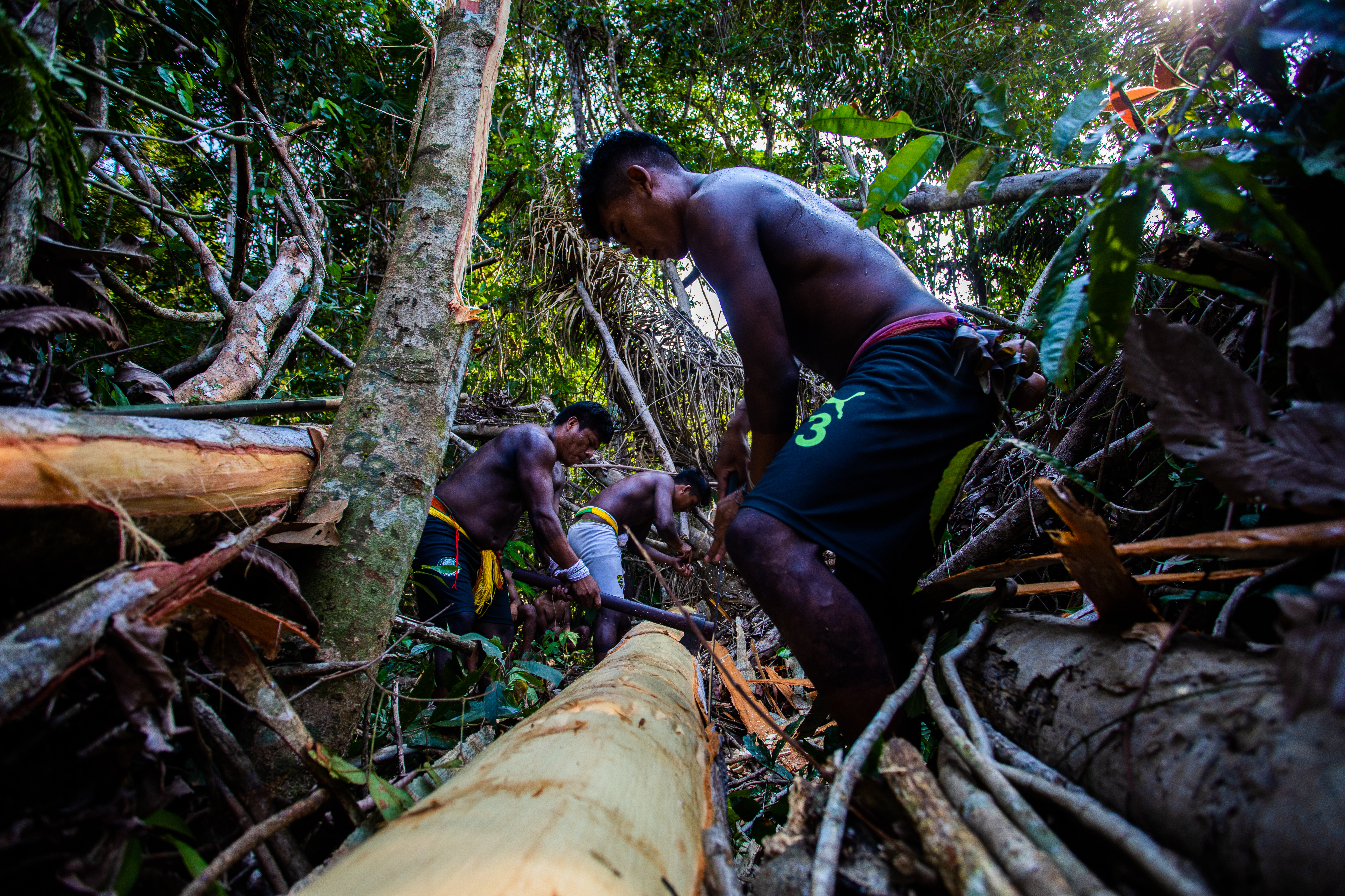 Retirada de madeiras na mata para a corrida de toras, parte da festa dos 25 anos do retorno dos Panará 