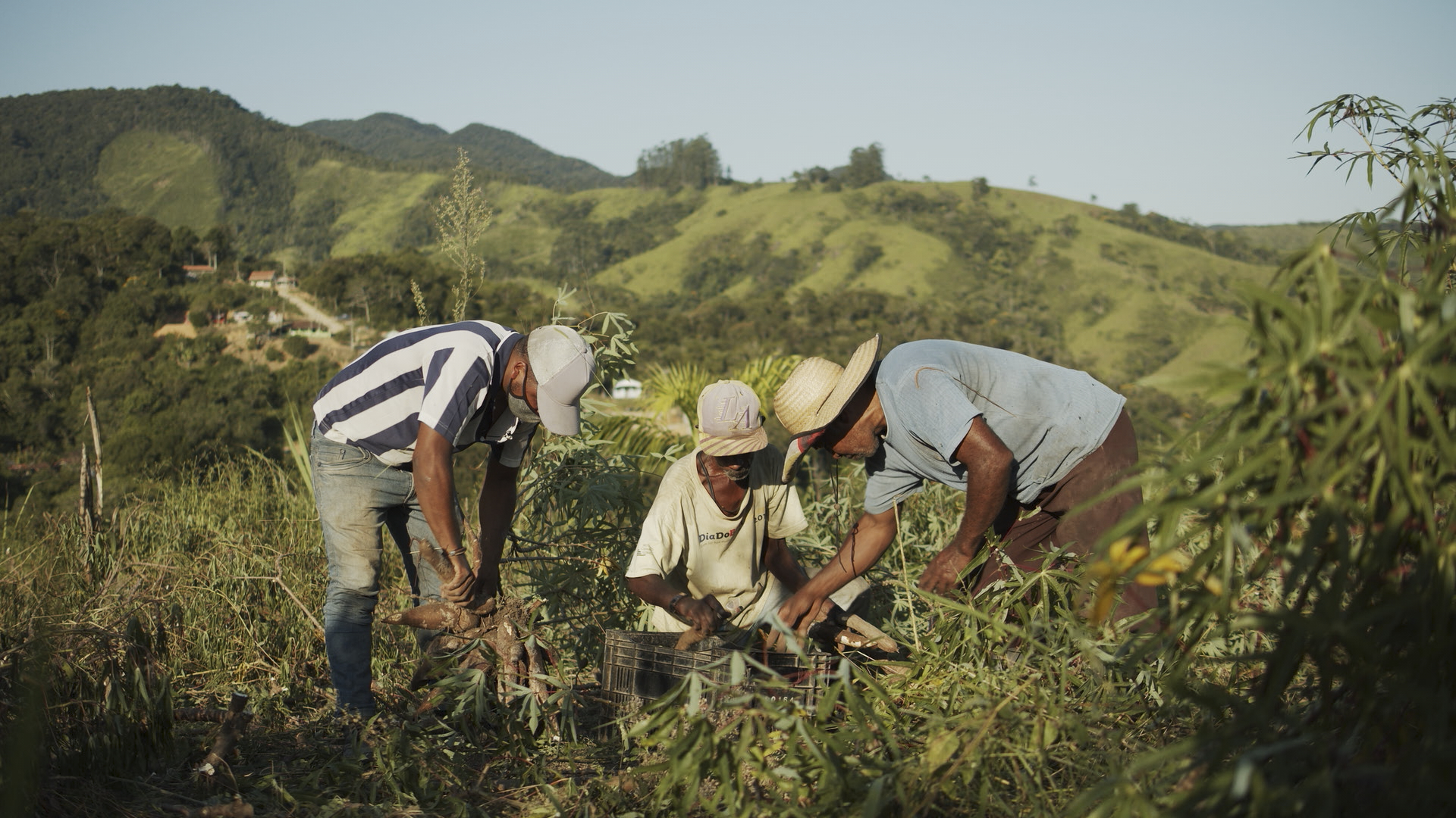 Agricultores do Quilombo Cangume colhem mandioca na roça. Imagem extraída do filme "Do Quilombo pra Favela"|Manoela Meyer/ISA