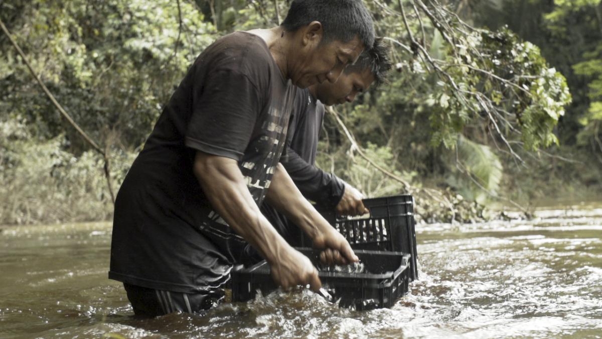 Lavagem da castanha-do-pará coletada pelos Waiwai na mata próxima ao acampamento Japim, um dos vários acampamentos instalados às margens do rio Anauá