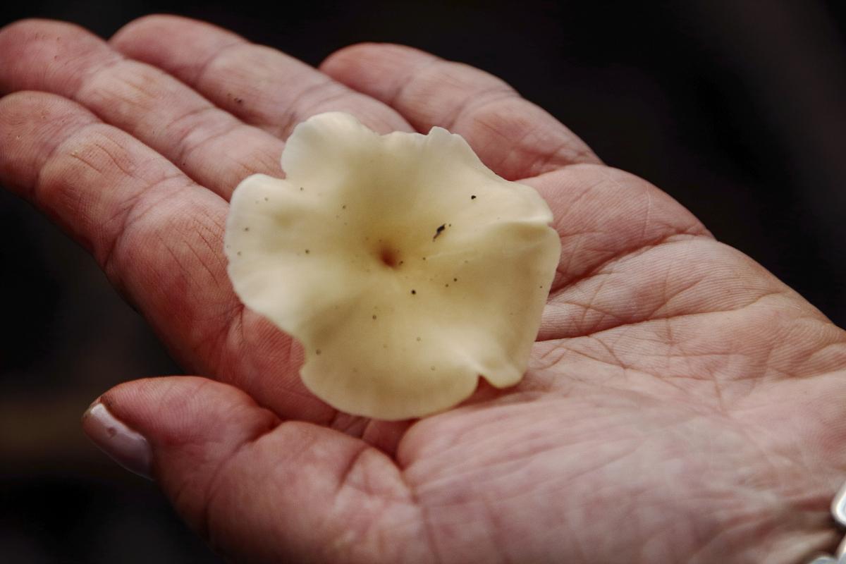 Cogumelo comestível Kotopo amo(Polyporus tricholoma Mont.) coletado pelos Sanöma (subgrupo dos Yanomami) da região de Awaris | Moreno Saraiva Martins-ISA