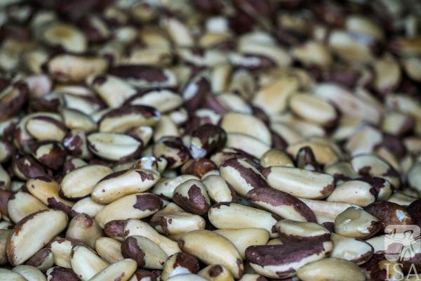 Castanhas-do-pará, Terra do Meio