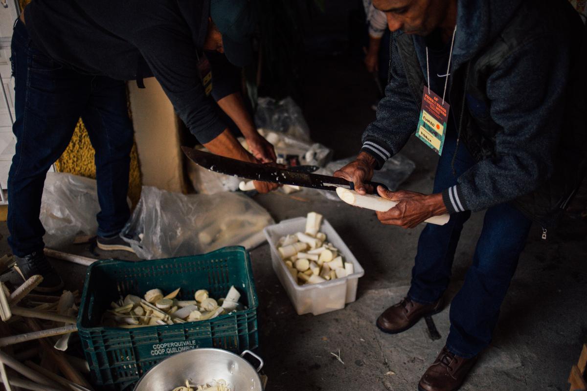 Palmito das roças quilombolas