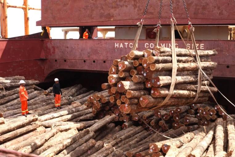 Imagem mostra muitas madeira cortada sendo transportada e dois homens trabalhando em volta desses troncos