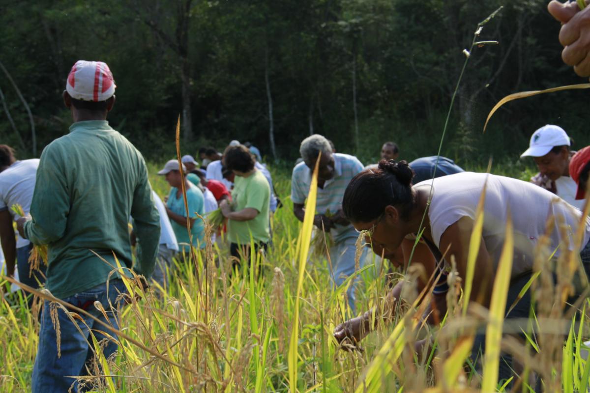 Mutirão quilombola para coleta de arroz
