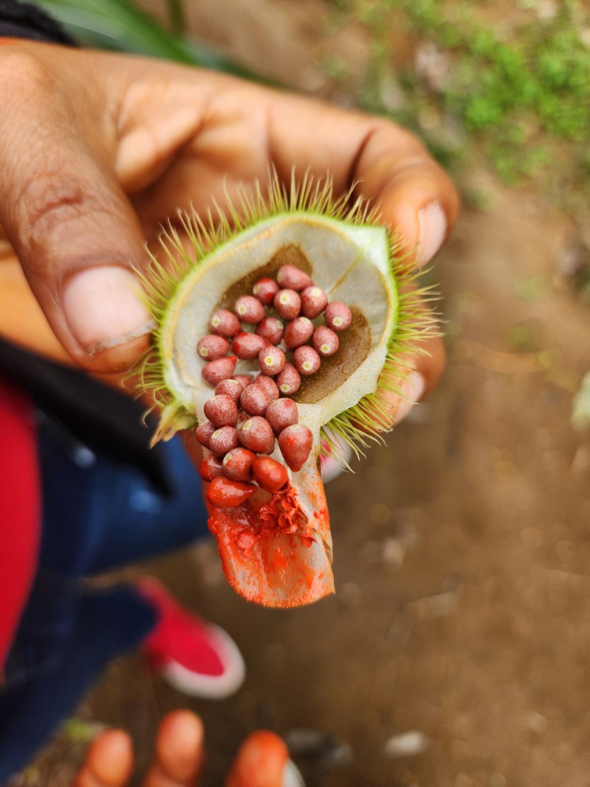 Urucum na TI Tenondé Porã