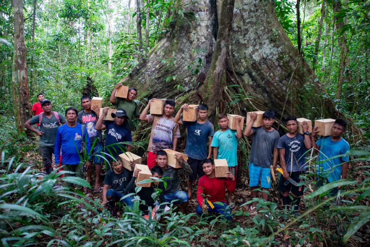 AIMAs e alunos coletam madeira de sorva para a oficina de produção de bancos kumorõ